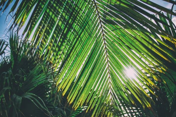 солнечная пальма